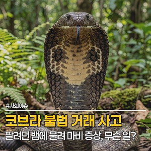 코브라 불법 거래하다 마비 증상, 14세 중학생 손등 물리고 경찰 조사까지, 무슨 일?