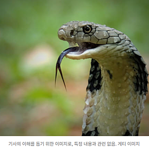 14살 중학생, 코브라 '불법 거래'하려다 물려 마비…헬기로 이송