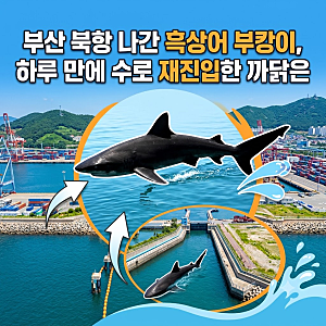 부캉이 수로 재진입