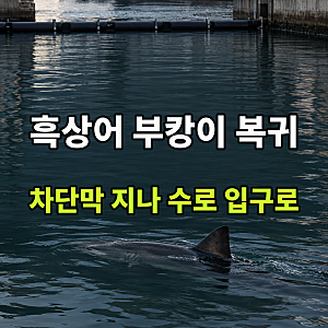 북항 친수공원 수로를 찾는다면, 돌아온 흑상어 부캉이가 머무는 입구 쪽 구역