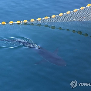 바다로 간 줄 알았는데 또 돌아왔다…부캉이, 북항 수로 차단막 안 재진입