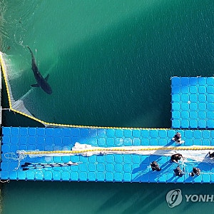 부캉이 수로에서 사라졌다! 기름 유출까지? 확인된 것과 아닌 것 정리해봅니다
