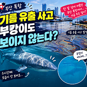 부캉이 최신 소식｜부산 북항 기름 유출 사고, 한동안 모습 보이지 않아 걱정