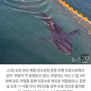 170만 명 홀린 상어 ‘부캉이’ 4시간째 실종? 바다로 돌아갔나… 현재 상황 정리