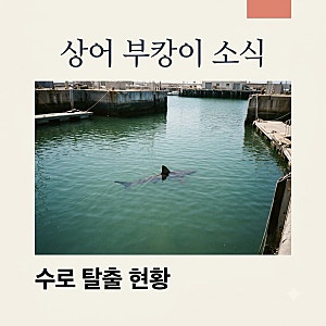 상어 부캉이 수로 탈출 재진입과 기름 유출 현황 총정리