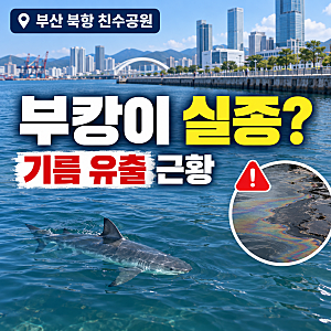 부산 북항 친수공원 상어 부캉이 실종, 기름 유출 덮친 충격 근황