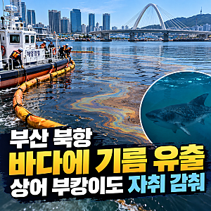 부산 북항 바다에 기름 유출, 상어 부캉이도 자취 감춰