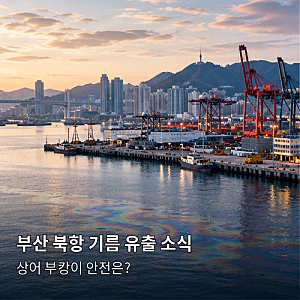 상어 '부캉이' 머무는 부산 북항 앞바다 기름 유출 논란…안전 괜찮을까?