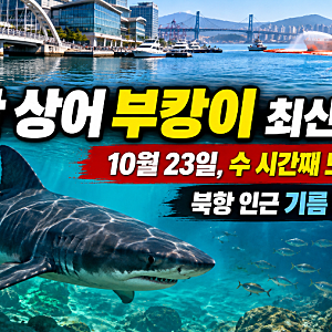 부산 상어 ‘부캉이’ 최신 근황｜10월 23일 5시간째 실종? 북항 기름 유출 사고까지 발생
