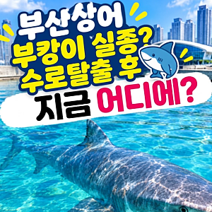 부산상어 부캉이 실종? 수로탈출 후 지금어디에?