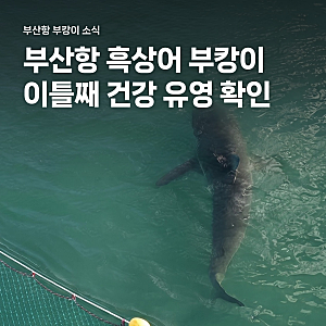 부산항 흑상어 부캉이 이틀째 포착, 배 띄워 쫓다 적발된 유튜버와 현재 위치