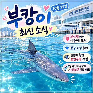 부캉이 최신 소식｜10월 25일 부산항에서 관찰 계속…유튜버 보안구역 촬영 적발, 무료 이모....