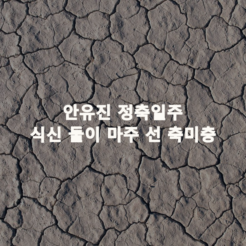 아이브 안유진 사주 정축일주, 식신 둘이 마주 서서 칩니다