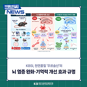 KBSI, 천연물질 ‘우르솔산’의 뇌 염증 완화·기억력 개선 효과 규명
