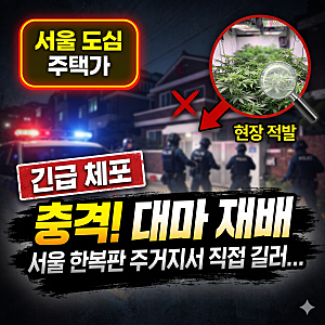 "서울 한복판 주택가에서 대마 재배?" 경기 수원지방중대범죄수사청, 대마 재배 남성 구속 검....