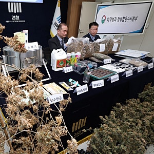 수원중수청 1호 마약 사건 서울 주택가 대마 재배범 구속 결과