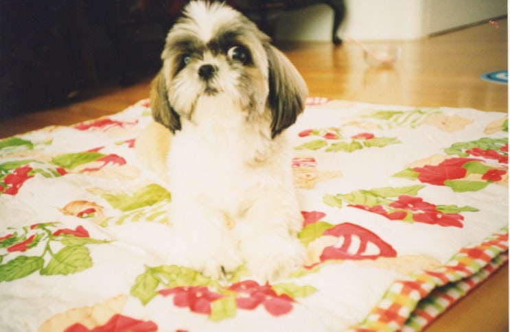  My doggi~ miche