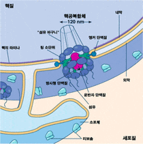 nuclear pore(핵공) : 네이버 블로그