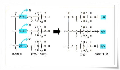 탄수화물 분해 효소는 고역 가수 효소, 아름다운 효소