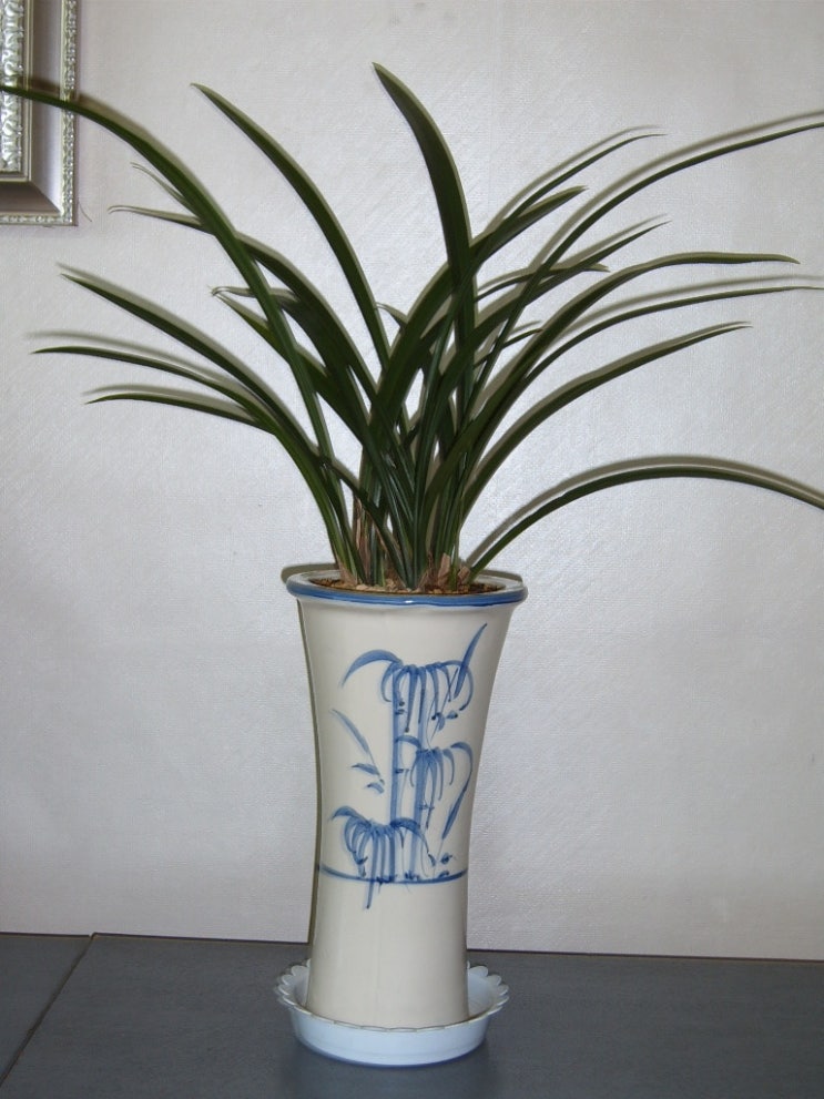 보세란(백화보세,2005.7.9)