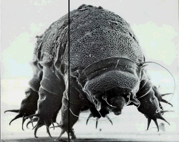  가시곰벌레 (Echiniscus spiniger), 물곰