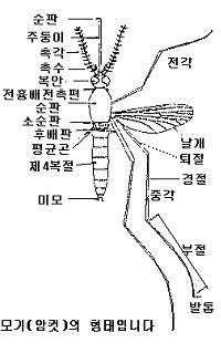 날아다니는 모기 실루엣
