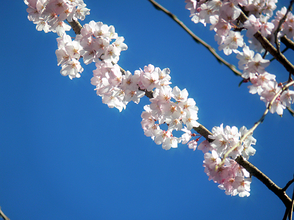 2007年3月18日 新宿御苑