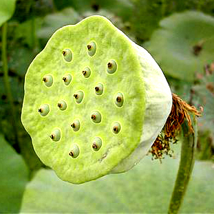  연 기르기