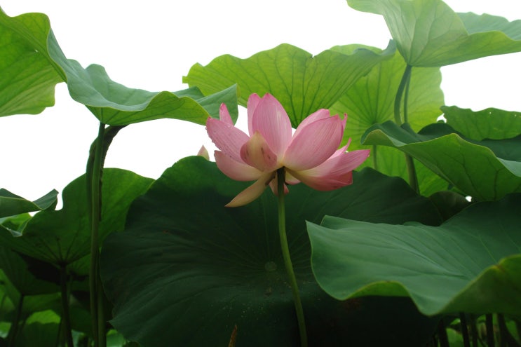  동화속 연꽃 ... -세번째-