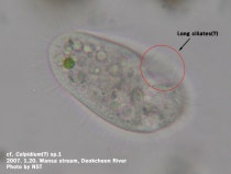 cf. Colpidium sp.1 : 네이버 블로그