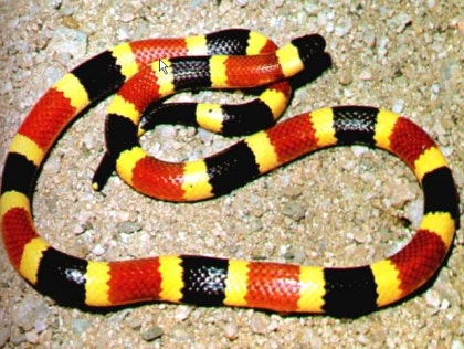 사막의 왕 뱀 변신