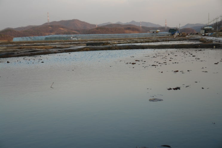  연꽃마을 겨울풍경