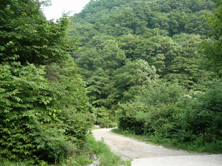 축령산3 축령산3