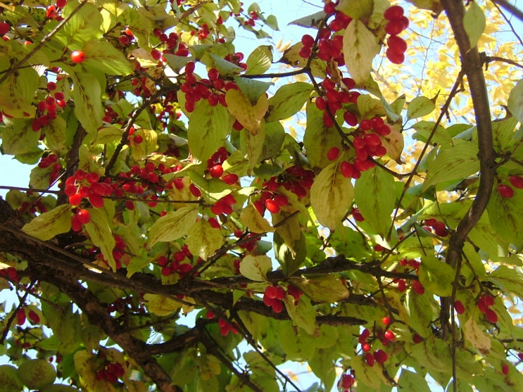  산수유에 관한 이야기