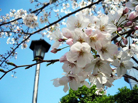 2007年4月 木場 2007年4月 木場