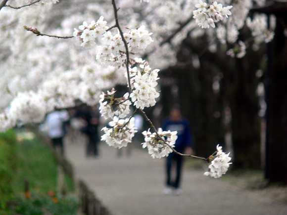 2007年4月 府中森公園 2007年4月 府中森公園