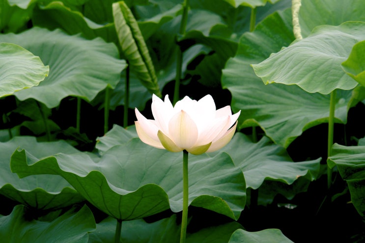  칠월초 연꽃필적에 -세번째