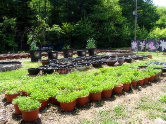  자연누리성 제3회 연꽃축제 준비중!