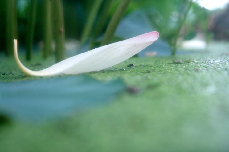  개구리를 따라서 바라본 연꽃단지 -세번째