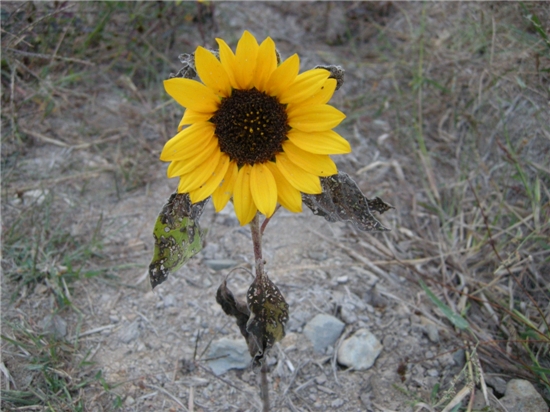  yellow~