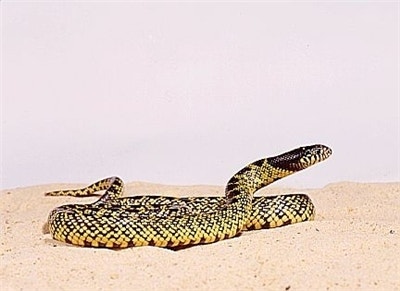 사막의 왕 뱀 변신