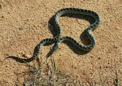 사막의 왕 뱀 변신