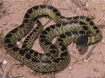 사막의 왕 뱀 변신