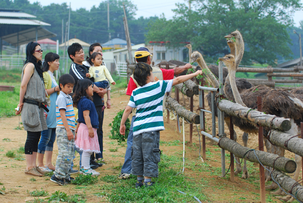 [2008년 6월 6일] 오산타조농장 