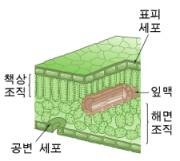 잎의 구조와 기능 : 네이버 블로그