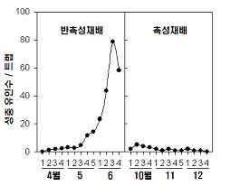 토마토 벌레 수명주기