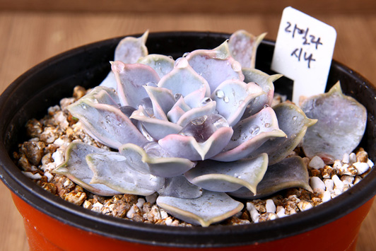 릴리시아나, 라일라시나 Echeveria lilacina