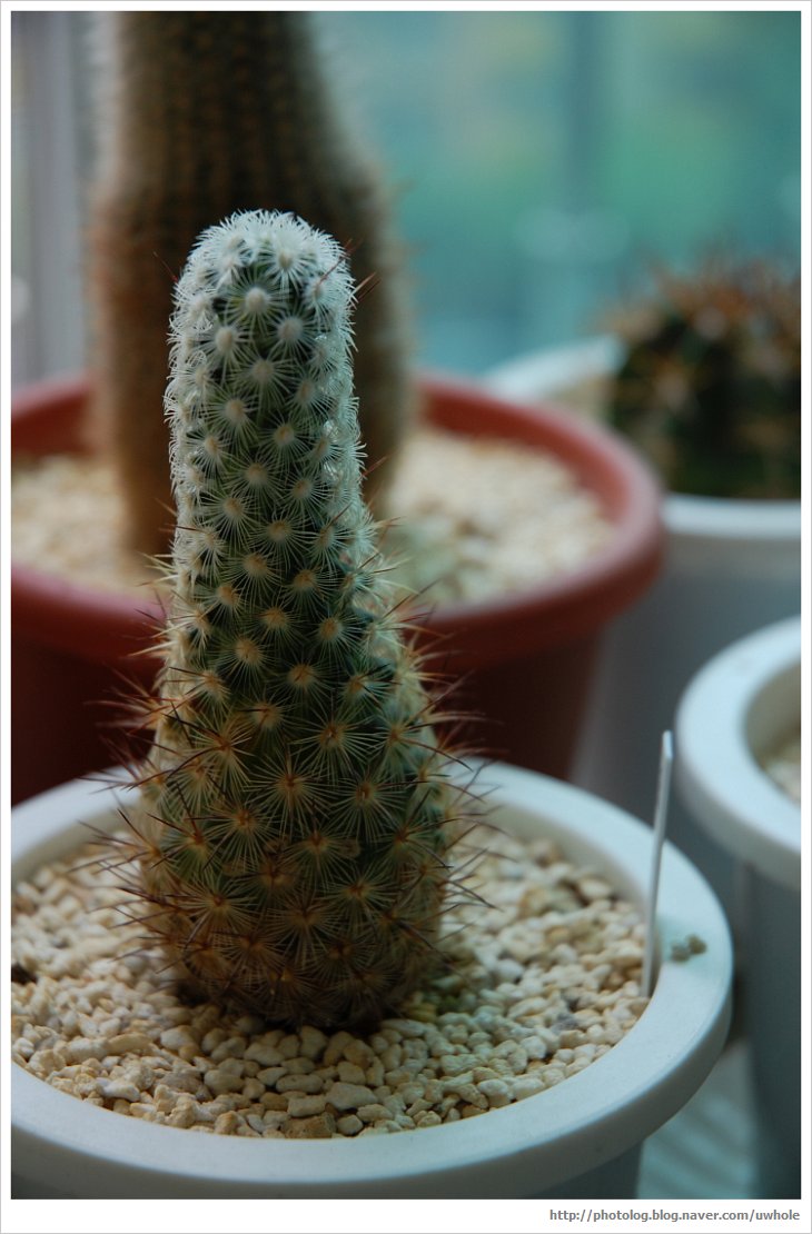  선인장