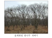 밤나무 정지전정과 수형관리 : 네이버 블로그