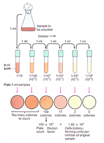 Serial Dilution Method (Cell Counting) : 네이버 블로그